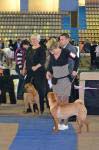 шарпей Advance Gold Iz Doma BSS