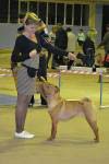 шарпей Advance Gold Iz Doma BSS