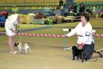 суки чемпионки