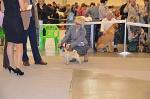 Золотые ворота 2012