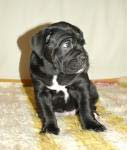 1,5 месяца