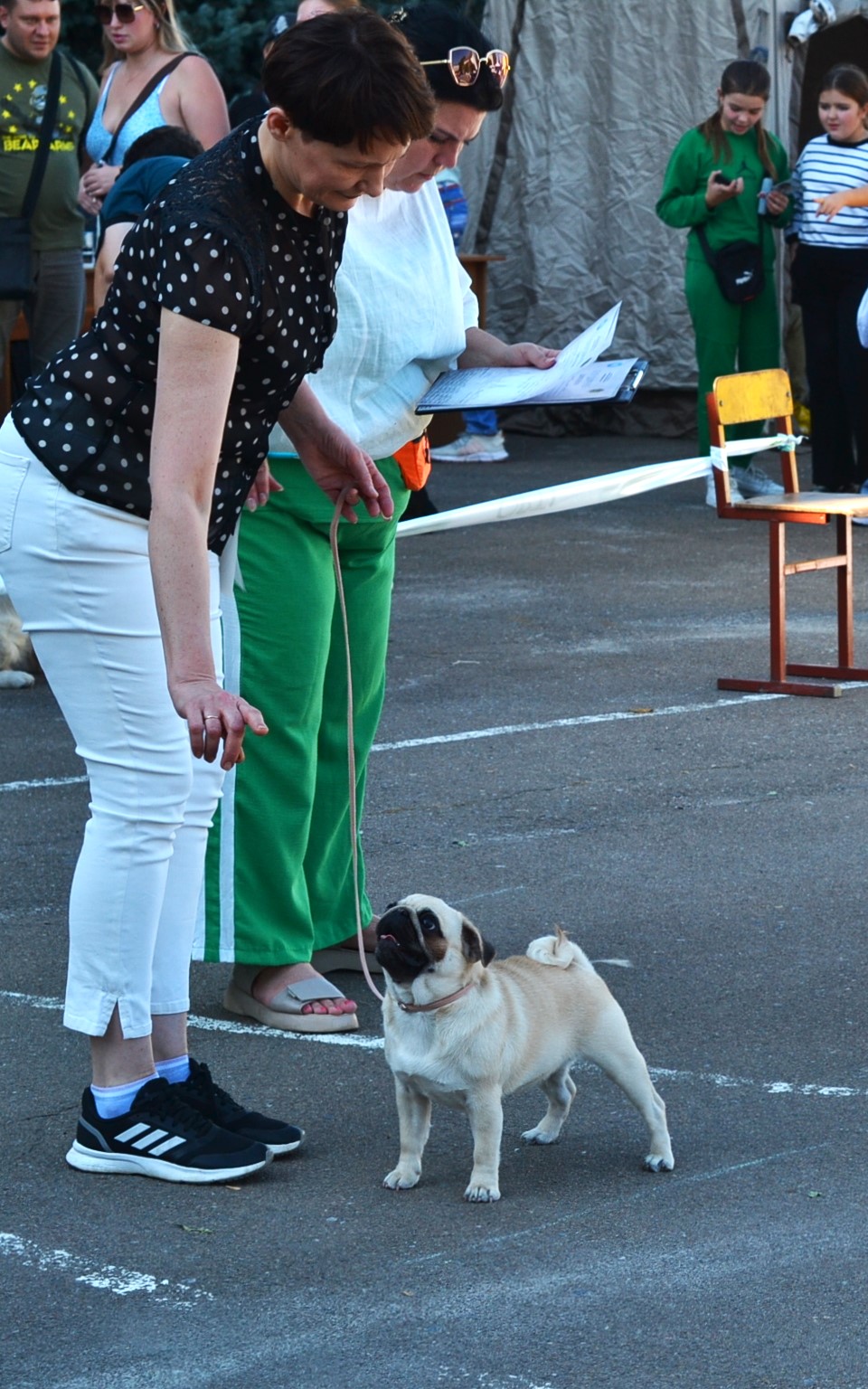 мопс на виставці собак