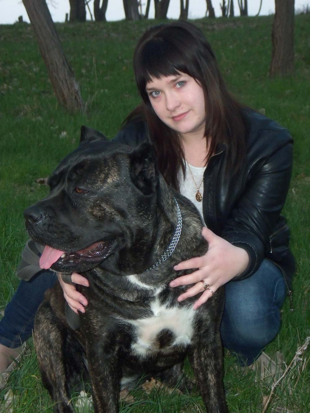 cane corso