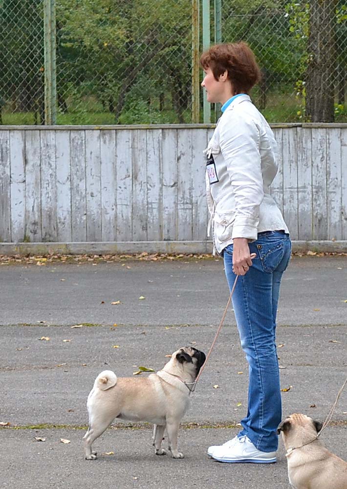 выставка собак чернигов