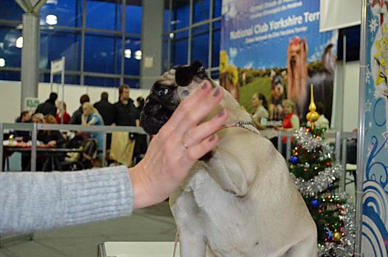 мопс Тагритания Кассиопея Сапфо, выставка собак в Молдове мопс